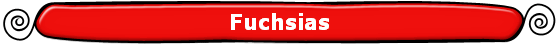 Fuchsias